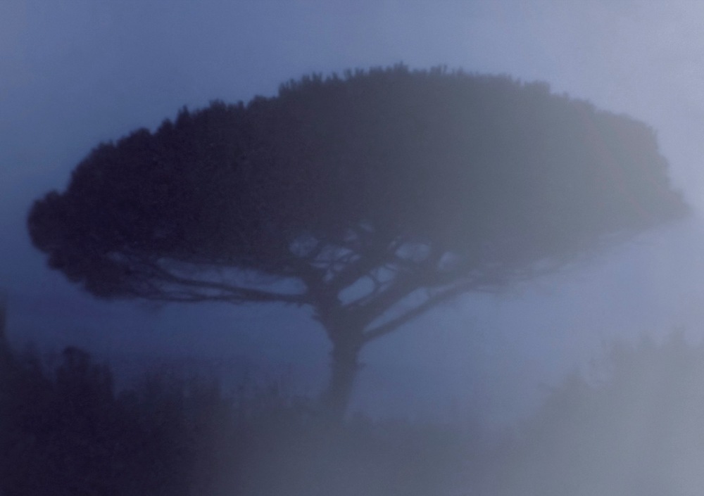 צילום מאת האמנית יאנה רוטנר המציג עץ בודד בעל צמרת עלווה רחבה מוקף ערפל כחול של שעת דמדומים לפני עלות השחר