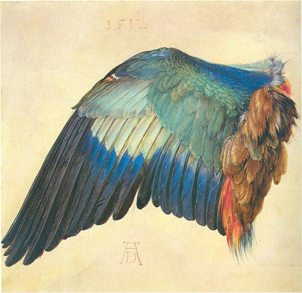 Albrecht Durer, Wing of a European Roller